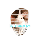 ウサギのモアちゃんのウキウキティータイム（個別スタンプ：1）