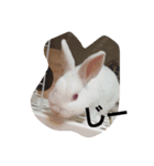 ウサギのモアちゃんのウキウキティータイム（個別スタンプ：8）