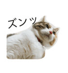 calico cat's（個別スタンプ：1）