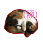 calico cat's（個別スタンプ：2）