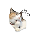 calico cat's（個別スタンプ：3）