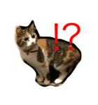 calico cat's（個別スタンプ：4）