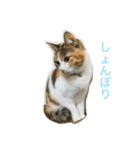 calico cat's（個別スタンプ：5）