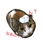 calico cat's（個別スタンプ：6）