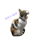 calico cat's（個別スタンプ：7）