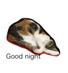 calico cat's（個別スタンプ：8）