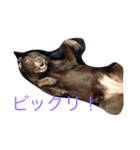 ワンコ暮らし（個別スタンプ：2）