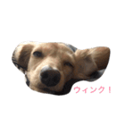 ワンコ暮らし（個別スタンプ：3）