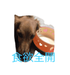 ワンコ暮らし（個別スタンプ：14）