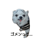 チワワのちーちゃん♪（個別スタンプ：3）