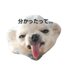 チワワのちーちゃん♪（個別スタンプ：4）