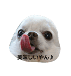 チワワのちーちゃん♪（個別スタンプ：7）
