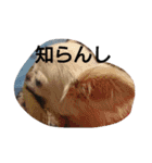 チワワのちーちゃん♪（個別スタンプ：8）