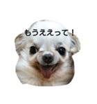 チワワのちーちゃん♪（個別スタンプ：9）