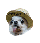 チワワのちーちゃん♪（個別スタンプ：11）