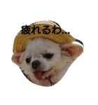 チワワのちーちゃん♪（個別スタンプ：13）