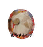 チワワのちーちゃん♪（個別スタンプ：15）
