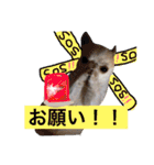 チワワのツナ（個別スタンプ：5）