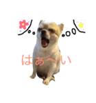 チワワのツナ（個別スタンプ：6）
