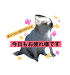チワワのツナ（個別スタンプ：7）