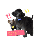 チワワのツナ（個別スタンプ：9）