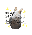 チワワのツナ（個別スタンプ：11）