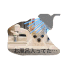 チワワのツナ（個別スタンプ：14）