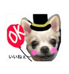 チワワのツナ（個別スタンプ：17）