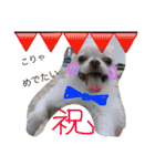 チワワのツナ（個別スタンプ：18）