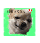 チワワのツナ（個別スタンプ：19）