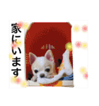 チワワのツナ（個別スタンプ：21）