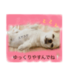 チワワのツナ（個別スタンプ：25）