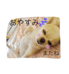 チワワのツナ（個別スタンプ：26）