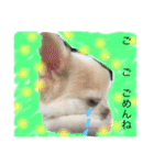 チワワのツナ（個別スタンプ：27）