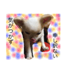 チワワのツナ（個別スタンプ：28）