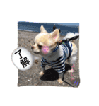 チワワのツナ（個別スタンプ：33）