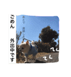 チワワのツナ（個別スタンプ：36）