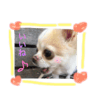 チワワのツナ（個別スタンプ：38）