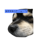 ブラックタンポメ（個別スタンプ：2）