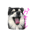 ブラックタンポメ（個別スタンプ：4）