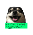 ブラックタンポメ（個別スタンプ：8）