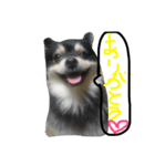 ブラックタンポメ（個別スタンプ：9）