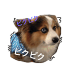 きなこあんこの日常（個別スタンプ：2）