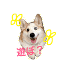 きなこあんこの日常（個別スタンプ：3）