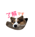 きなこあんこの日常（個別スタンプ：31）