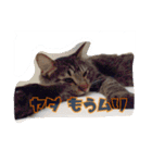 ロンロン ！（個別スタンプ：6）