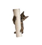 うちのねこ ロシアンブルー（個別スタンプ：5）