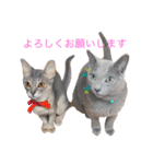 うちのねこ ロシアンブルー（個別スタンプ：6）