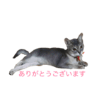 うちのねこ ロシアンブルー（個別スタンプ：7）