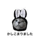 うちのねこ ロシアンブルー（個別スタンプ：13）